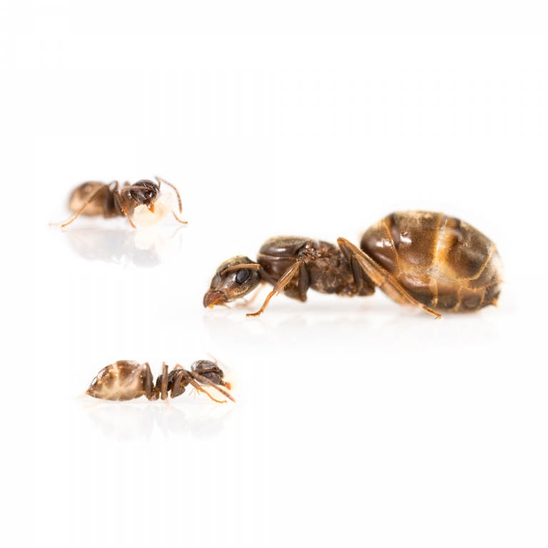 Lasius grandis